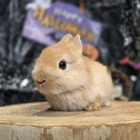 ネザーランドドワーフ