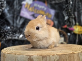 ネザーランドドワーフ