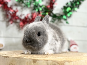 ネザーランドドワーフ