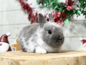 ネザーランドドワーフ