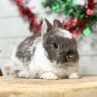 ネザーランドドワーフ