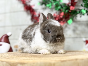 ネザーランドドワーフ