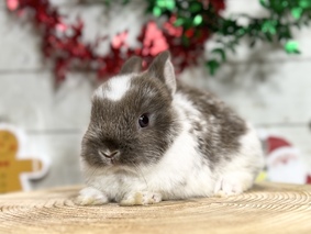 ネザーランドドワーフ