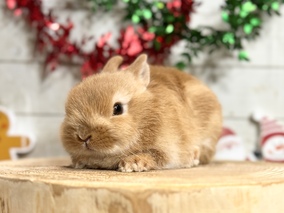 ネザーランドドワーフ