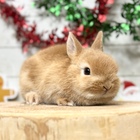 ネザーランドドワーフ