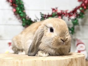 ホーランドロップ