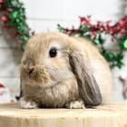 ホーランドロップ