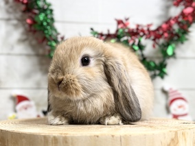 ホーランドロップ