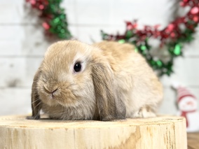 ホーランドロップ