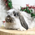 ホーランドロップ