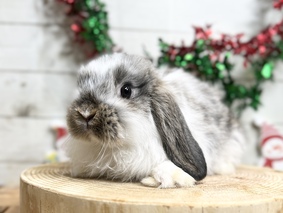 ホーランドロップ