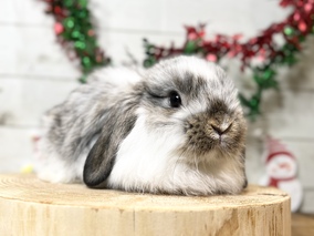 ホーランドロップ