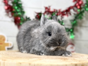 ネザーランドドワーフ