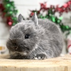 ネザーランドドワーフ