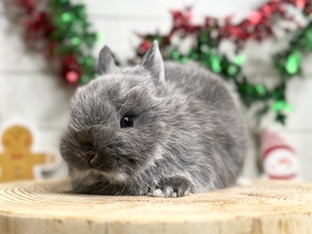 ネザーランドドワーフ