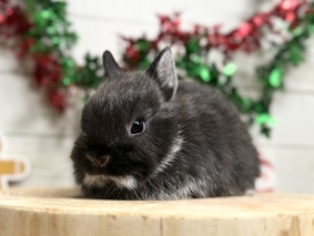 ネザーランドドワーフ