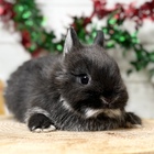 ネザーランドドワーフ