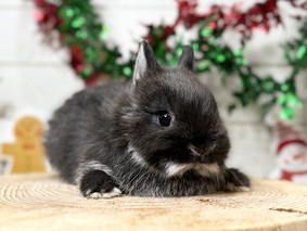 ネザーランドドワーフ