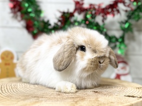 ホーランドロップ