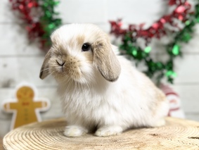 ホーランドロップ