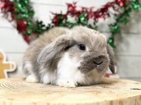 ホーランドロップ