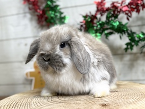 ホーランドロップ