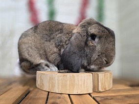 フレンチロップ