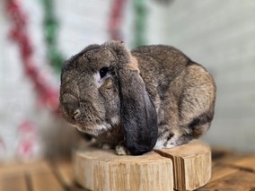 フレンチロップ