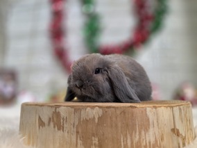 ホーランドロップ