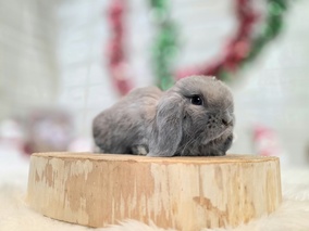 ホーランドロップ