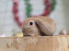 ホーランドロップ