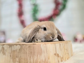 ホーランドロップ