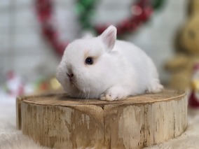 ネザーランドドワーフ