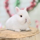 ネザーランドドワーフ