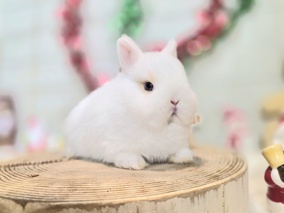 ネザーランドドワーフ