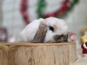 ホーランドロップ