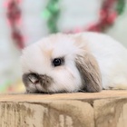 ホーランドロップ