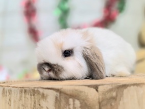 ホーランドロップ