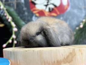 ホーランドロップ