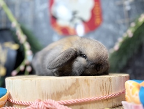 ホーランドロップ