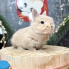 ネザーランドドワーフ