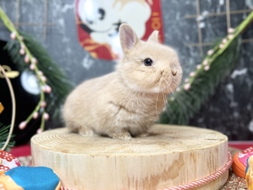 ネザーランドドワーフ