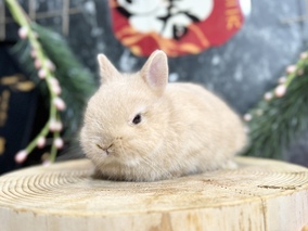 ネザーランドドワーフ