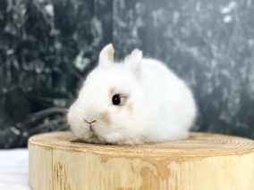 ネザーランドドワーフ