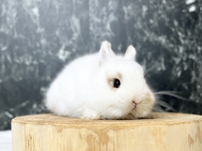 ネザーランドドワーフ