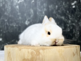 ネザーランドドワーフ