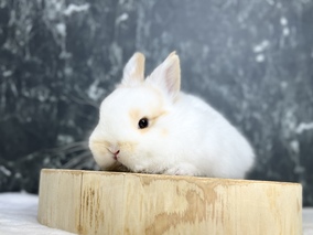 ネザーランドドワーフ