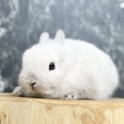 ネザーランドドワーフ