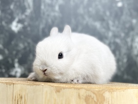 ネザーランドドワーフ