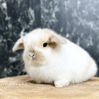 ホーランドロップ